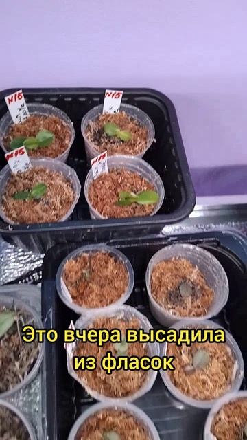 орхидейки из семян