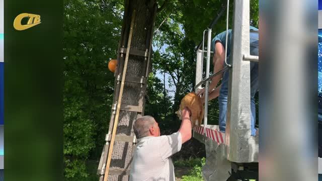 СОТРУДНИКИ ГКХ ПОМОГЛИ СНЯТЬ С ДЕРЕВА ЗАЛЕЗШЕГО ТУДА ДОМАШНЕГО КОТА