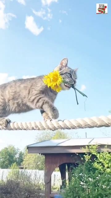 С первым днём Лета 🌞💐😻❤️😻