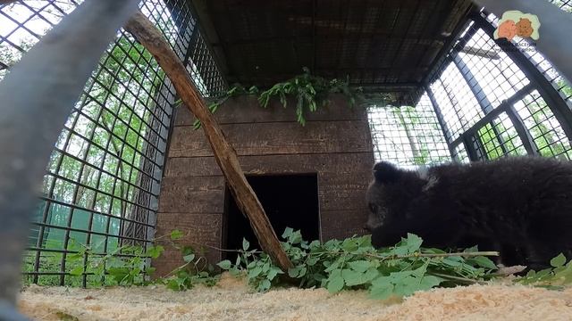 ЗНАКОМСТВО МЕДВЕЖЬИХ БАРЫШЕНЬ