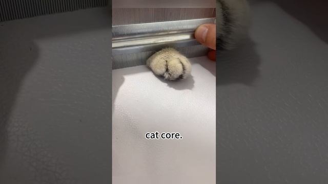 Котики