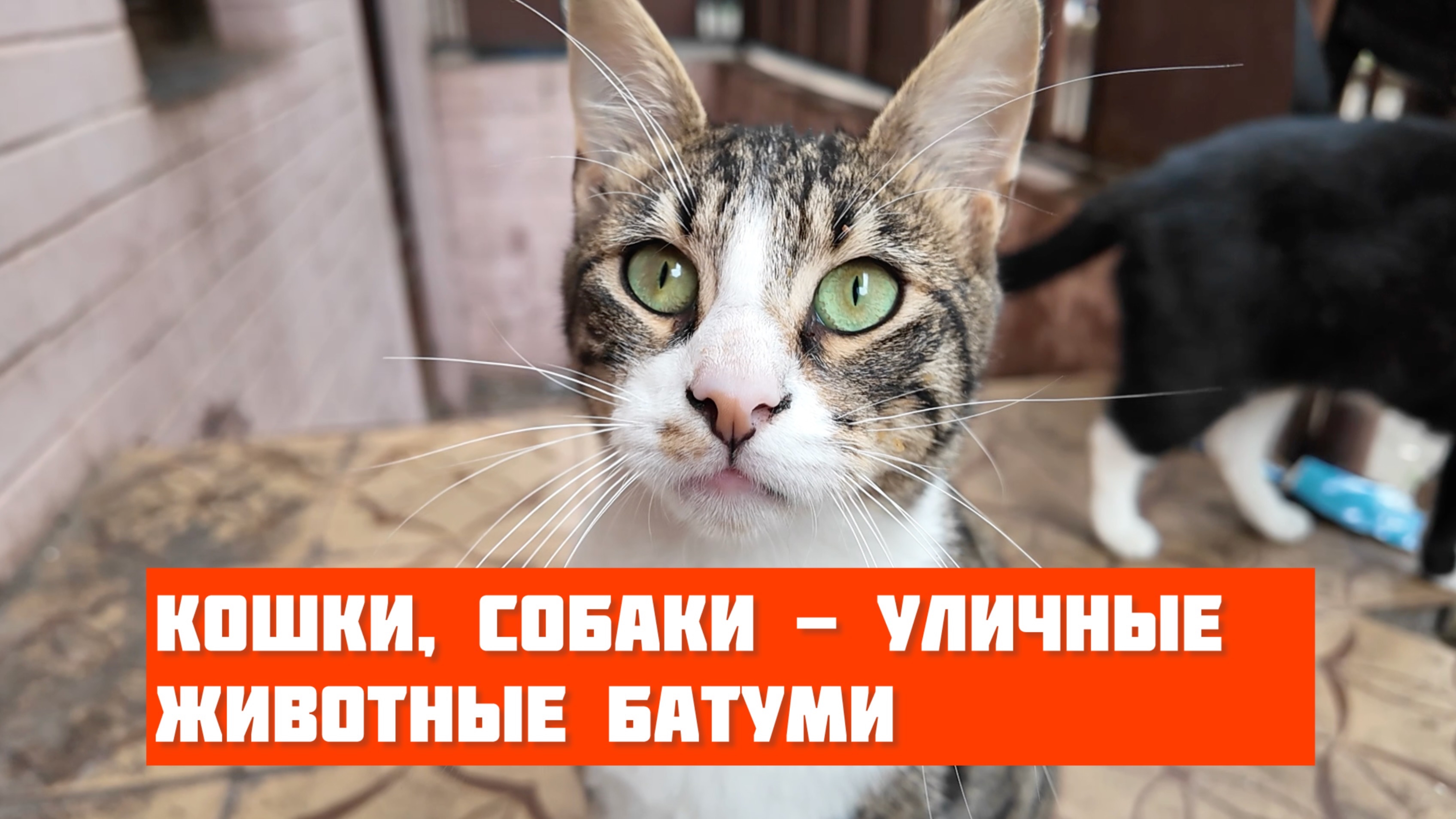 Бездомные животные Батуми. Показываю город, глажу и кормлю собак и кошек по ул. Вахтанга Горгасали