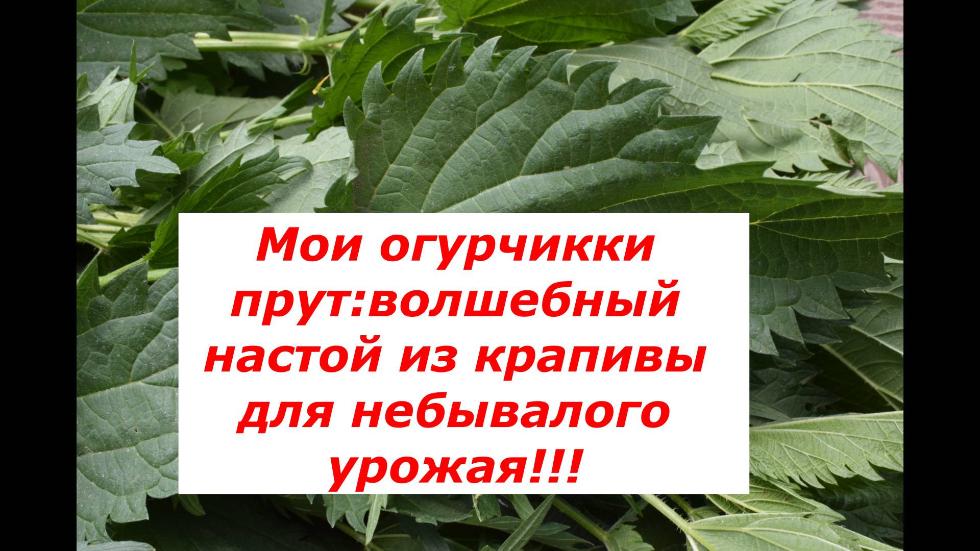 Проверено на себе: как я подкармливаю огурцы крапивой для обильного плодоношения. #огурцы #подкормка