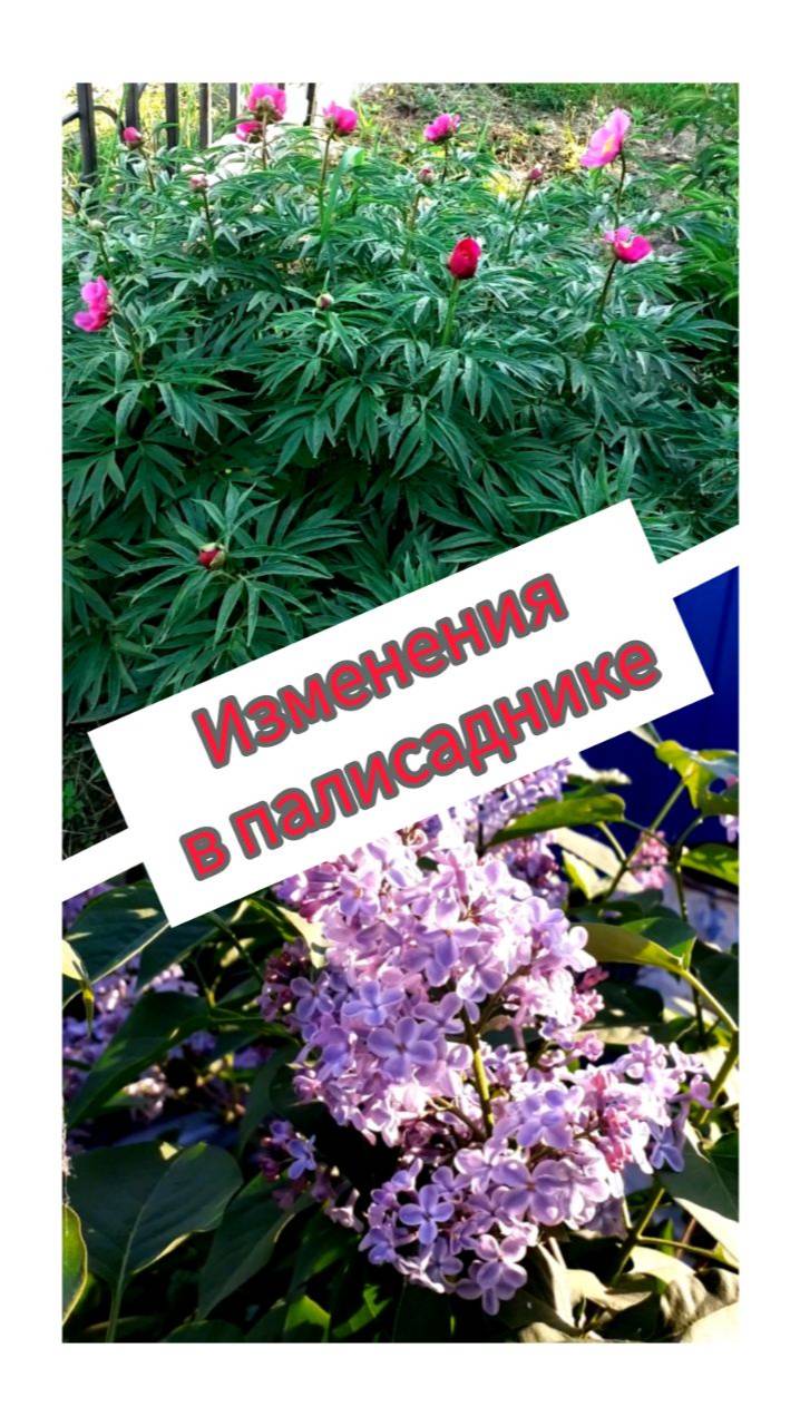 Изменения в палисаднике