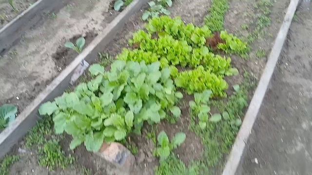 Сегодня о чесноке,редисе, проволочнике, моркови, клубнике и подкормках.