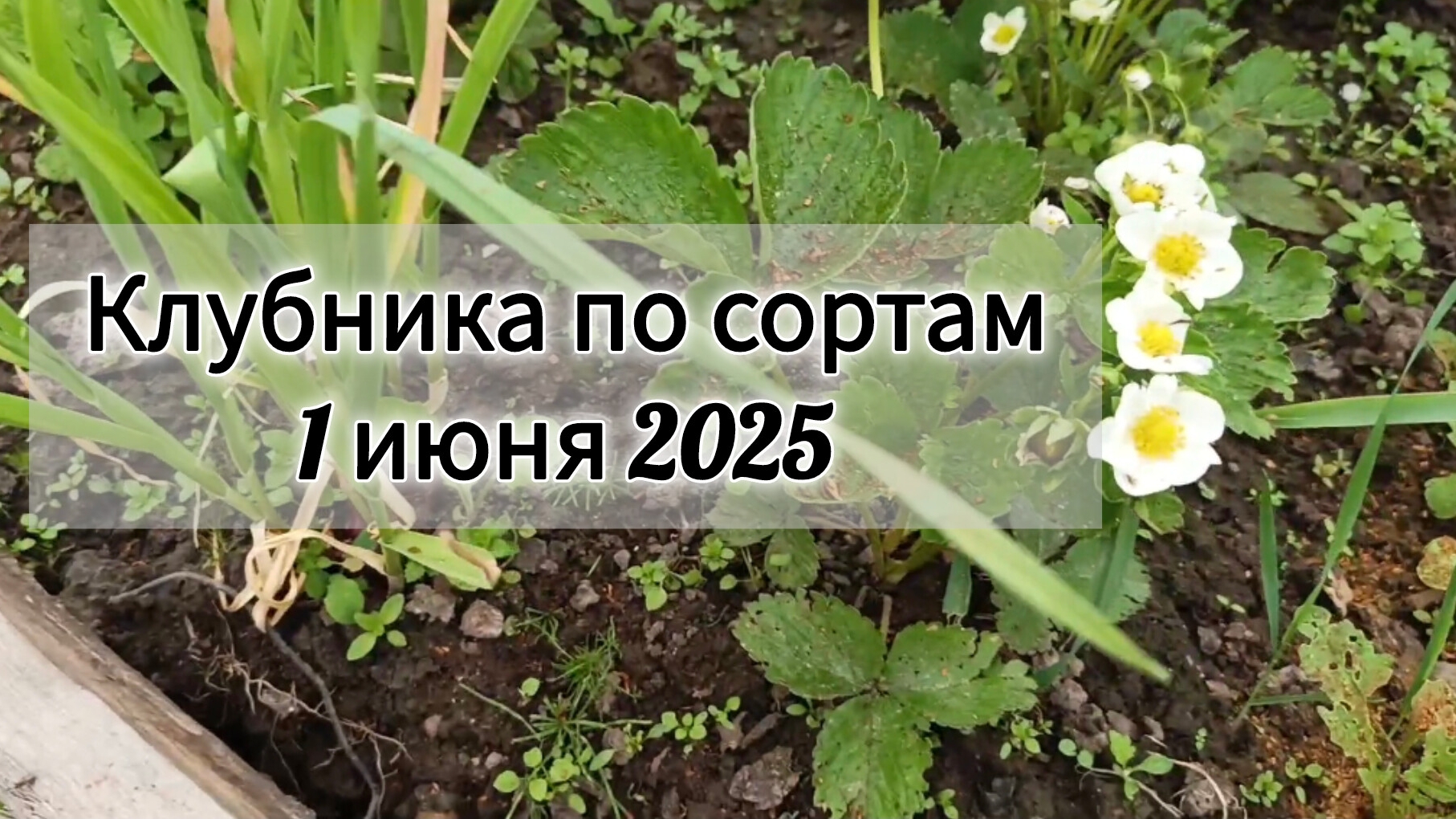 🍓 Клубника в цвету. Мои сорта. Джоли, Елизавета, Елизавета II, Азия, Мурано, Мармолада, Эльсанта