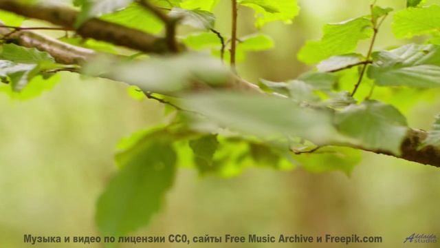 Музыка ведёт туда, где заканчиваются слова - Padon -- Anne Laplantine -- Padon