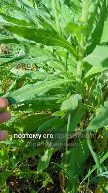 при переломах и облысени