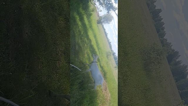 Зааненская козочка знакомимся