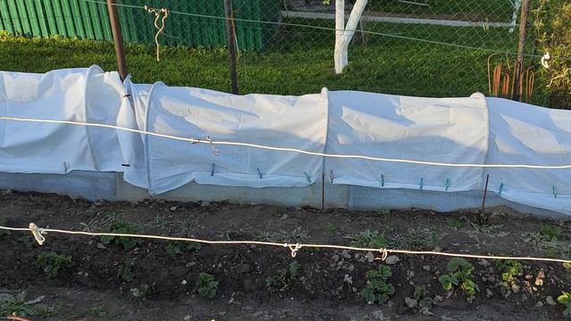 Виноград  в Калужской области 02.05.2025