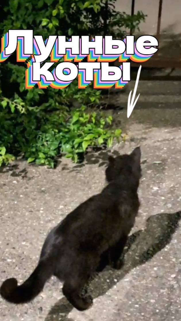 Лунные коты