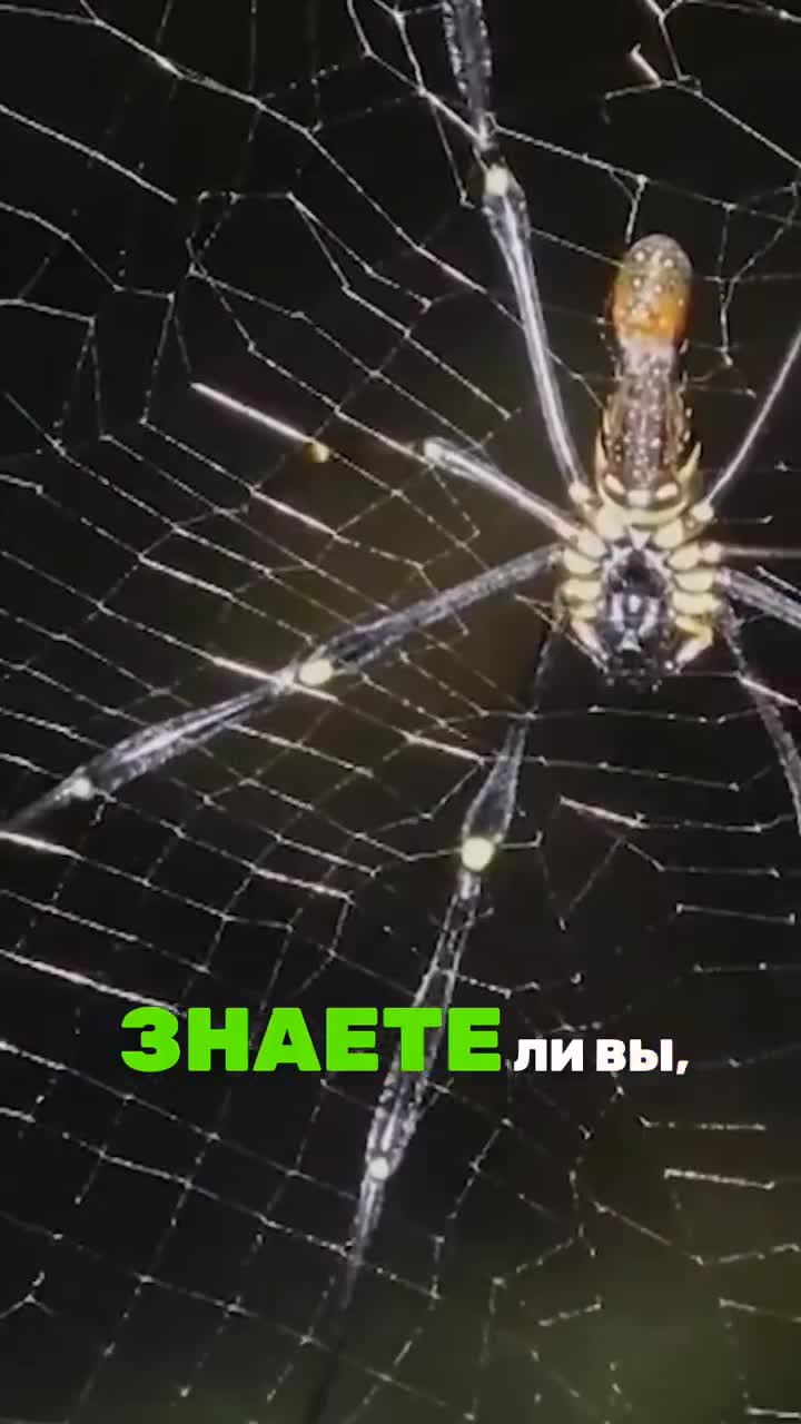 Как появились ПАУТИНА у ПАУКОВ?