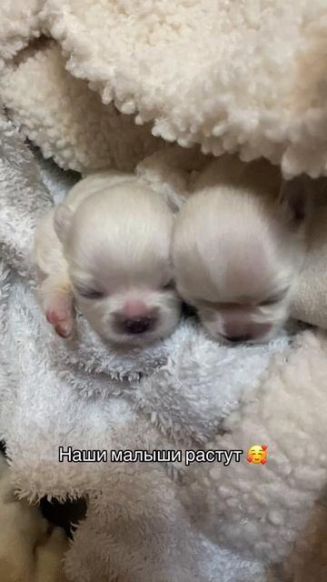Наши малыши растут и ждут своих новых мам и пап ❤️