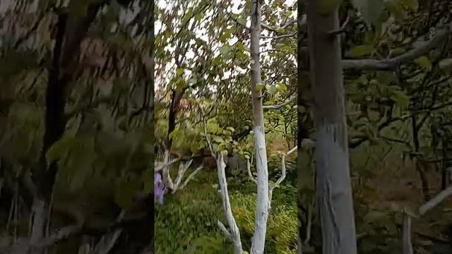 Сад. Борьба с вредителями, облагораживание. Команда Универсолиса. мир Универсологии. 1.06