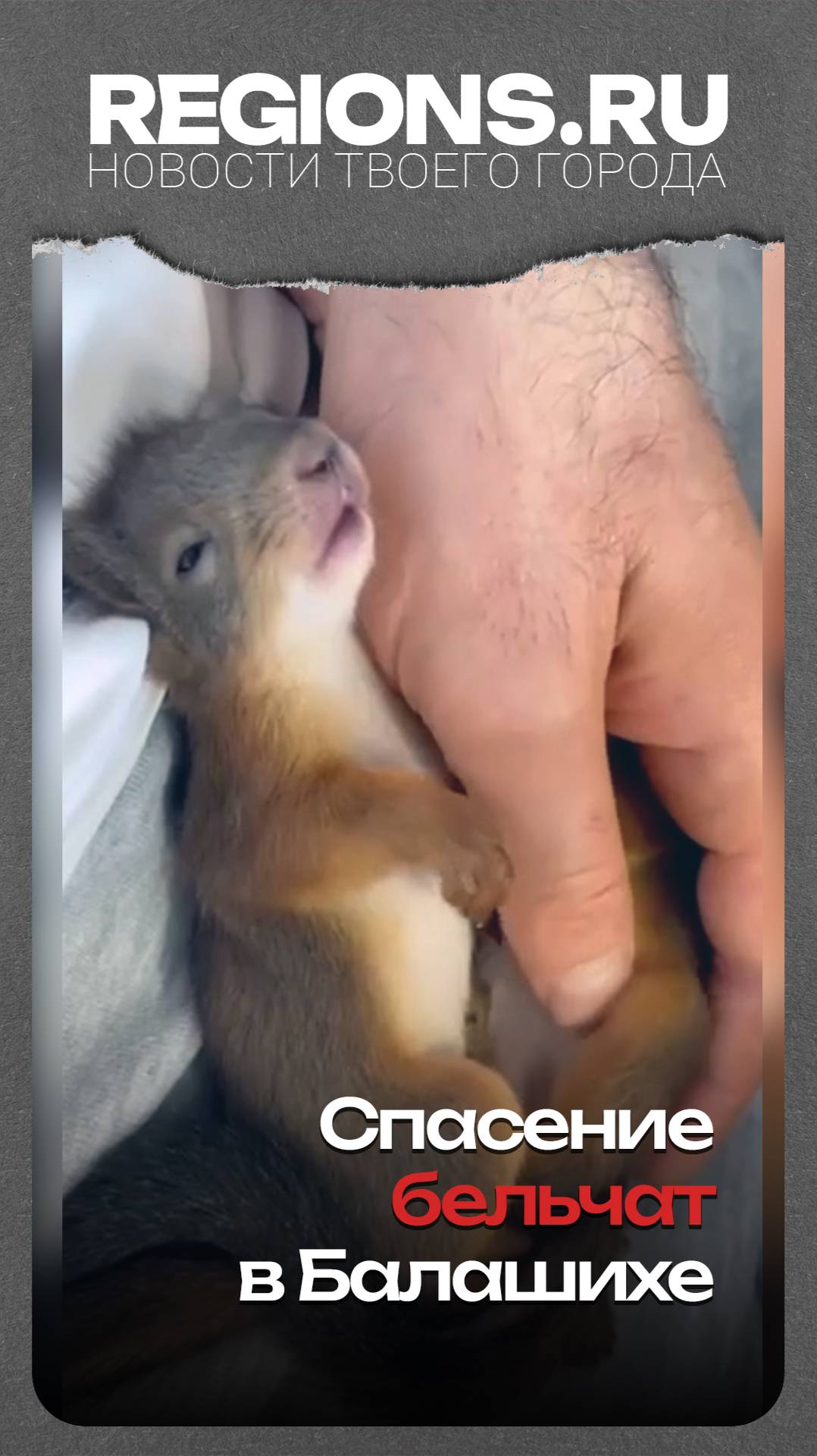 Спасение бельчат в Балашихе