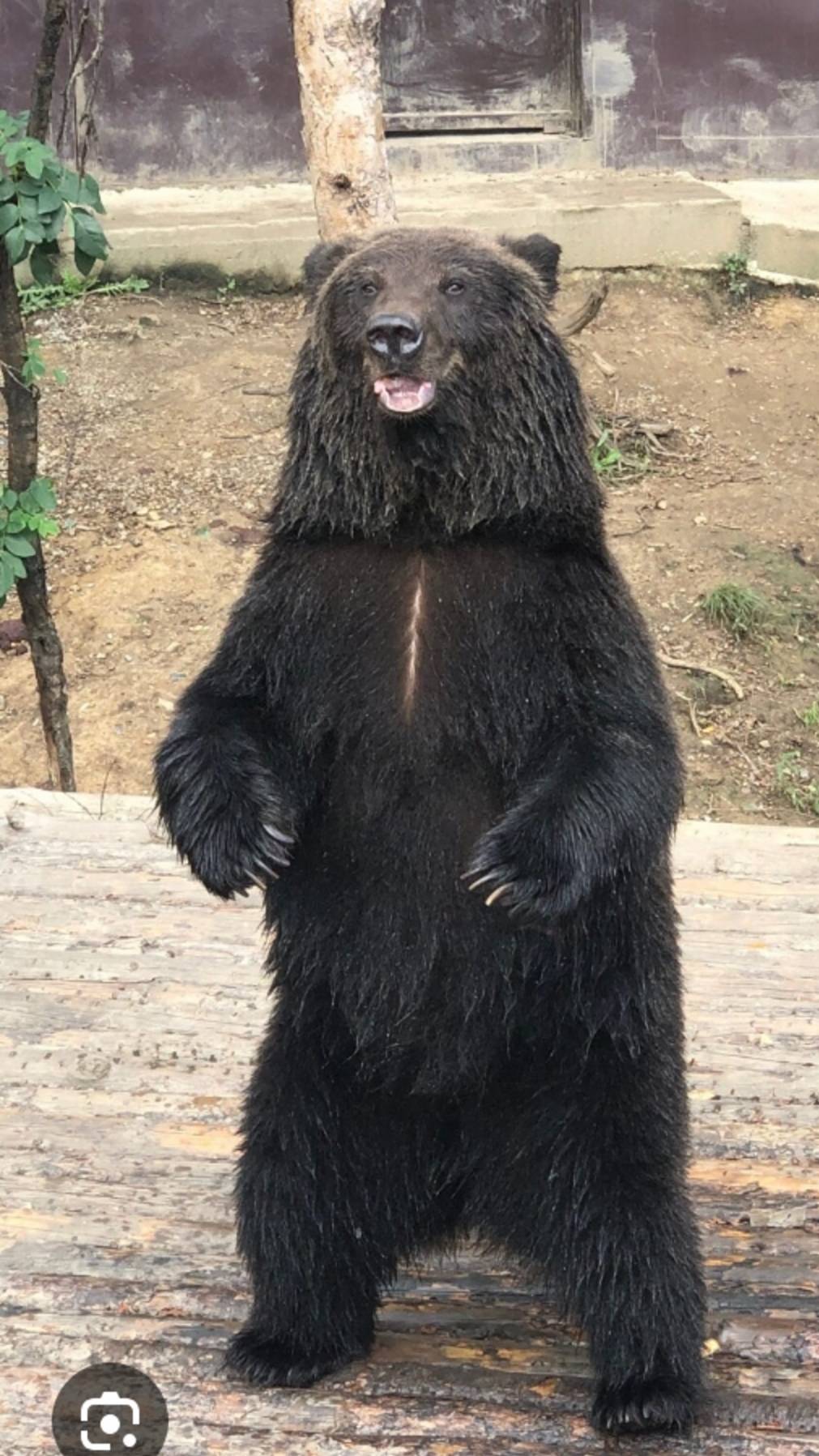 Так выглядел фейка коллаб с Катей прошкой (разлекушки)
