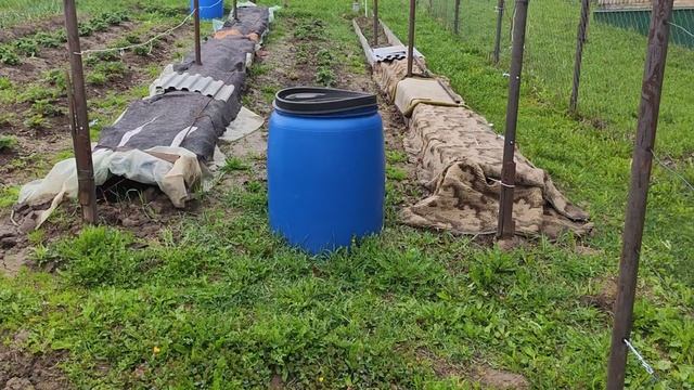 Виноград  в Калужской области 01.05.2025