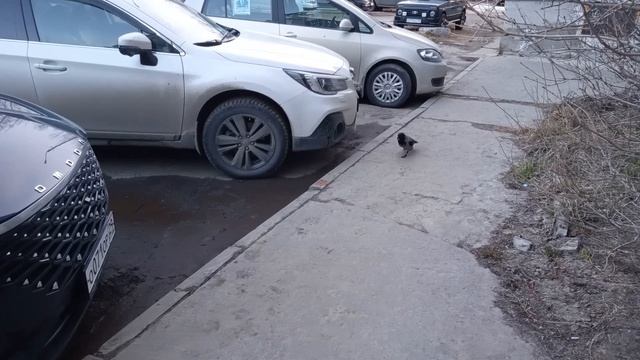 Уличный котик ест, и к нему пришла наглая ворона! ^^