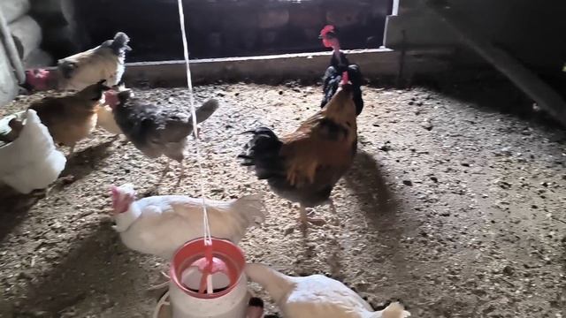мои курочки.Удалось сохранить цветочные почки у крупнолистной гортензии