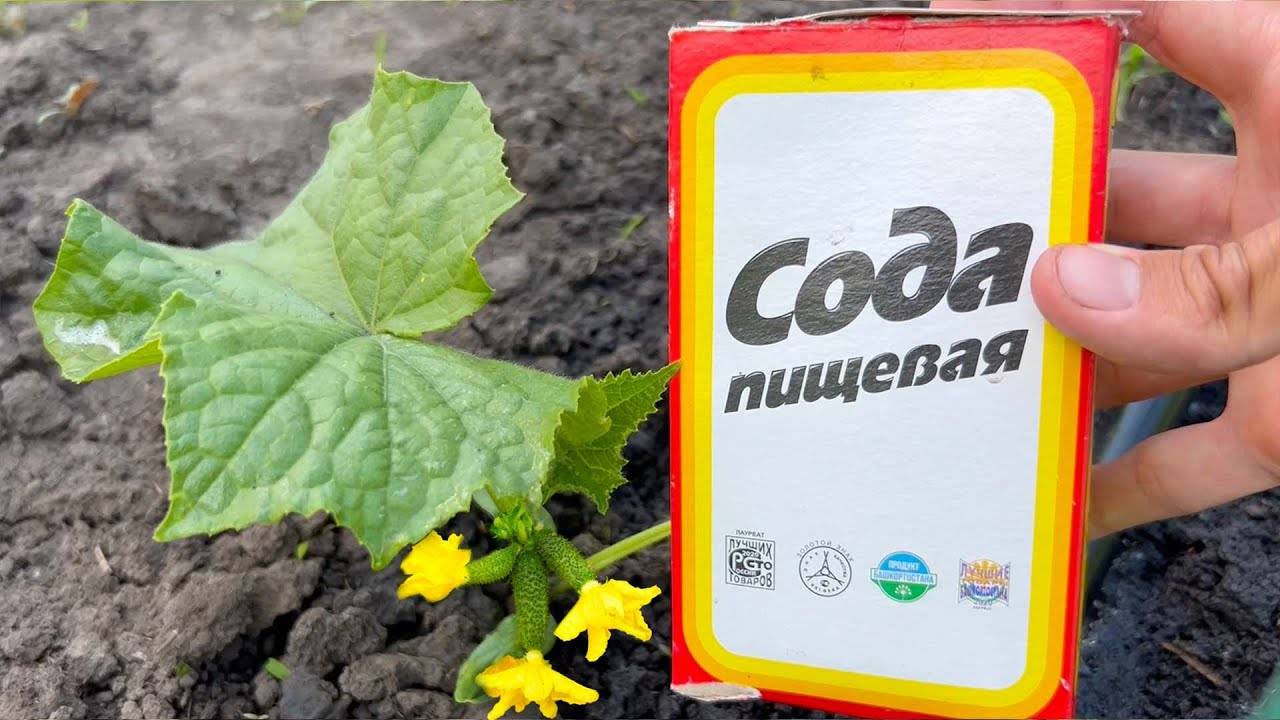 Как с помощью соды продлить урожай огурцов до осени – секрет успешного дачника!