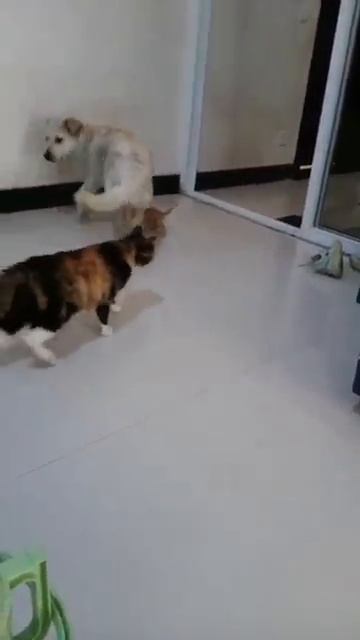 cat🤣#fun
