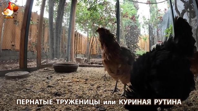 Куры несушки свободного выгула и их обычная куриная рутина – эпизод (398)