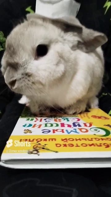 Зайчик отдыхает