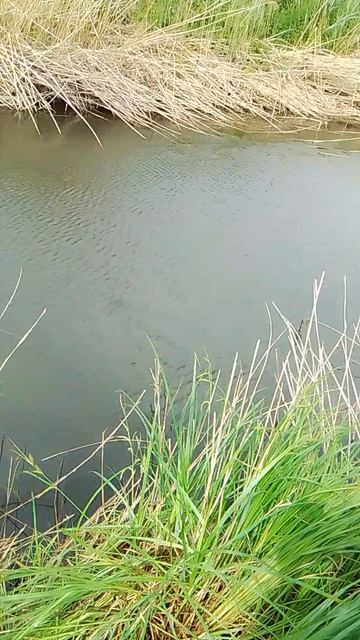 VID_20250603_154327.mp4 поймал щуку на донку вес 2 кг 🎣🎣🎣🎣