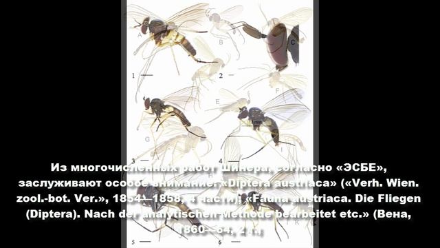 Игнац Рудольф Шинер