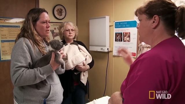 Puppy Love | The Incredible Dr. Pol