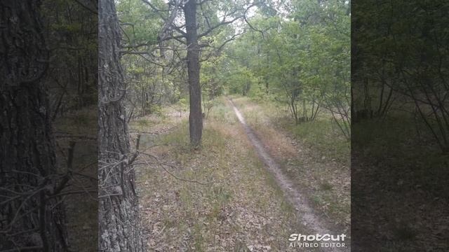 shotcut-20250603-123424