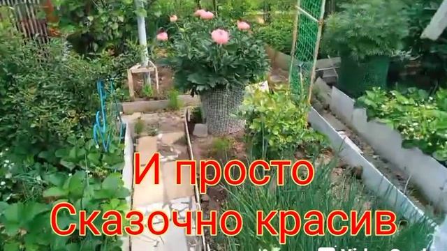 Коралл Суприм