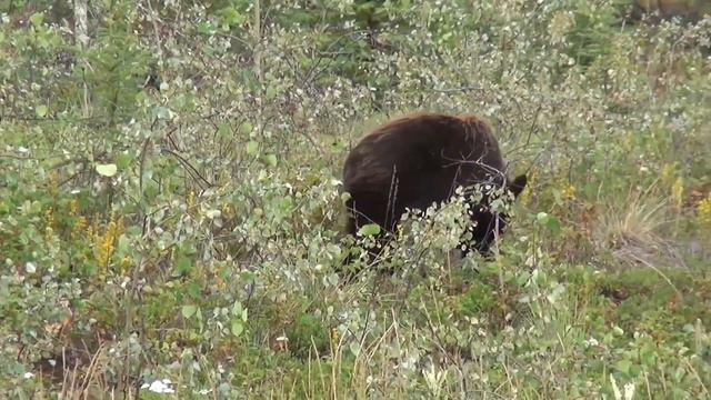 Polar Bear   Brown Bear   Black Bear   Stock Footage   Creative Common Video   No Copyright Videos