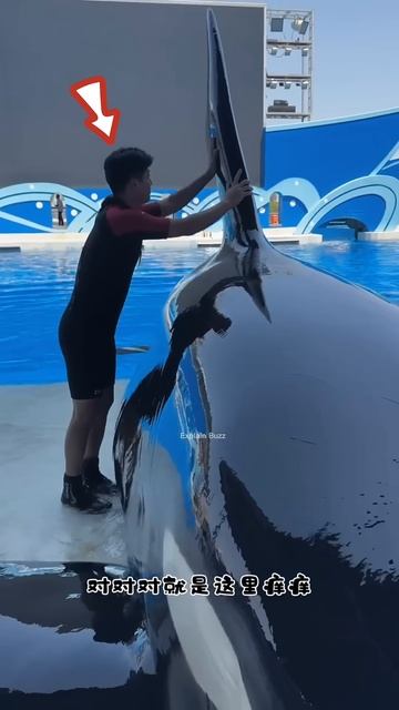 Giant Whale Surfaces at Water Park #shortsvideo