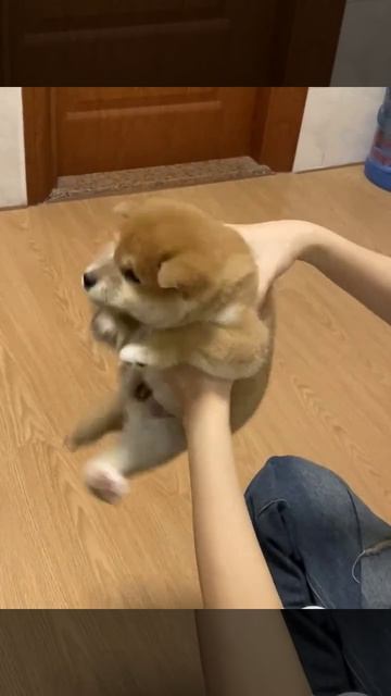 ХихиЧпок Юмор