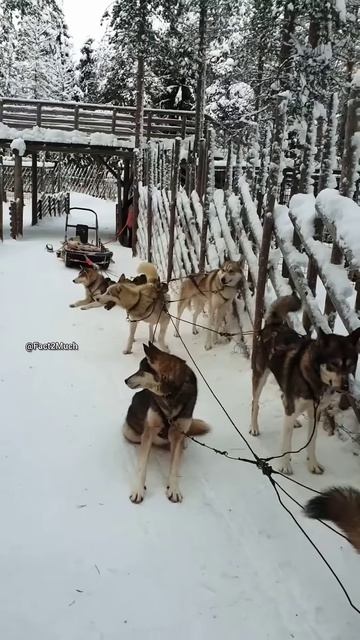 Husky ride #shortsvideo
