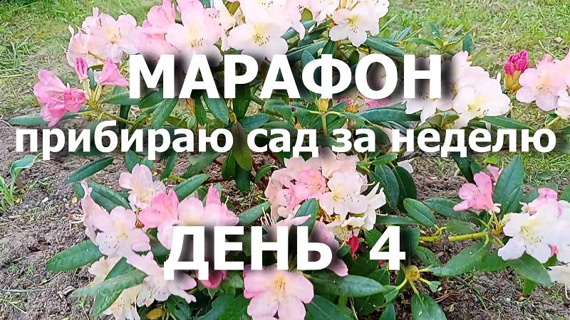 Марафон "Прибираю сад за неделю" День 4