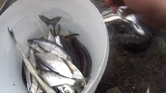 ЕДЕМ С ОТЦОМ ЗА ЧЕХОНЬЮ