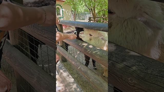 1000003759.mp4. РОМУ ДАЖЕ ЖИВОТНЫЕ ЛЮБЯТ