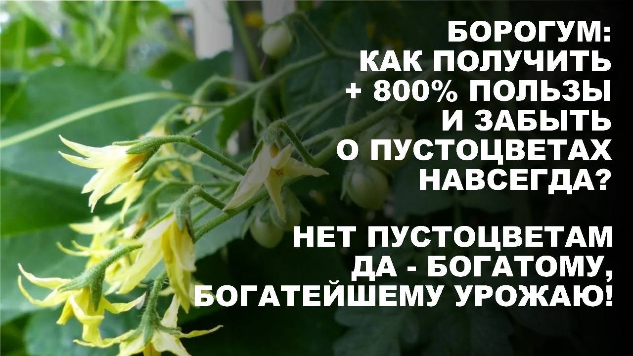 Пятый элемент бор. Чудодейственный Борогум спасает томаты, перцы, баклажаны и другие растения