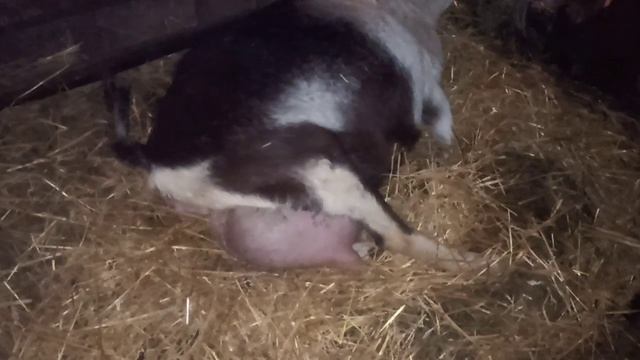 Трудные роды козы Фанты. Начало. Когда поняла, что что-то идёт не так