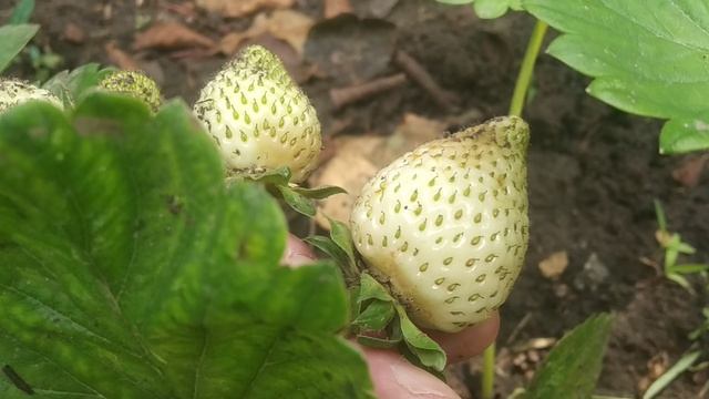 Нежные розы ! Небольшая распаковка продуктов 🛍️ Юг России 🏝️.