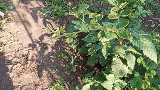 пожелтели листья на кустах - решение проблемы.