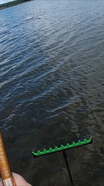 Крупный карась и лебеди рядом
