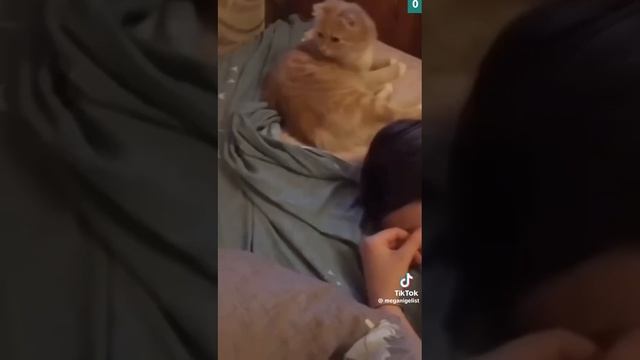 Наши любимые помощники