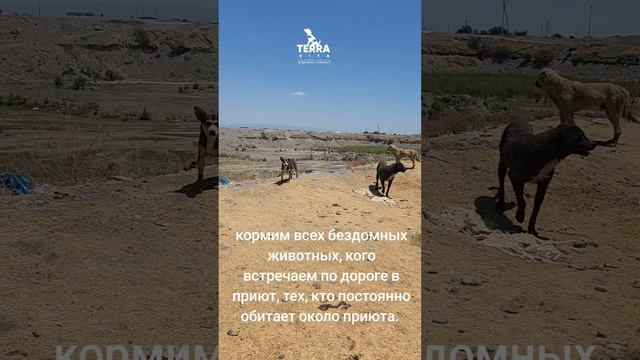 кормим бездомных животных