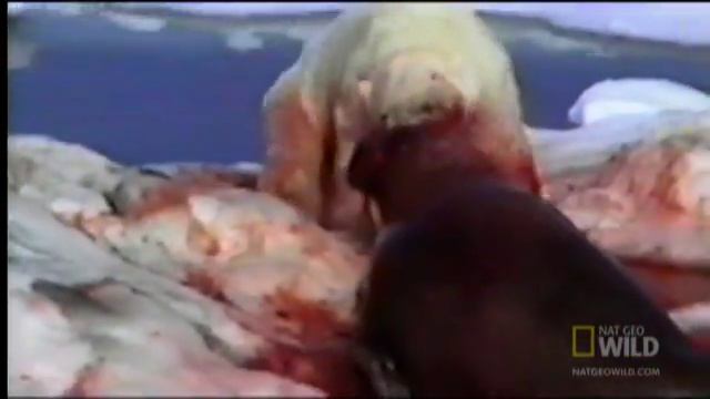 When Polar Bears Attack! | Explorer
