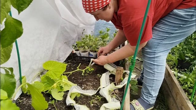 02.06.2025. Подвязала помидоры. Покормила огурцы. Посадила тыквы, дыни и арбузы. Полила рассаду цвет