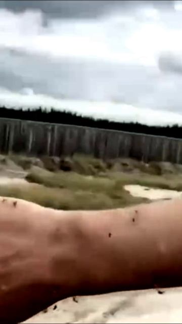 Нашествие мошек в Якутии
