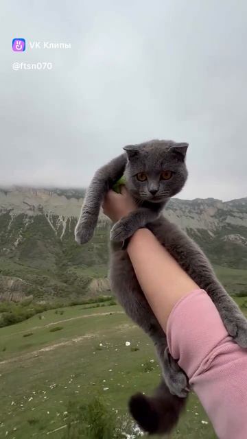 Кот Дым в горах Дагестана. Майское путешествие в Дагестан. Май 2025г. Дагестан.